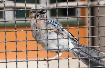 Ratgeber - Vogelhaltung im Winter in einer Außenvoliere