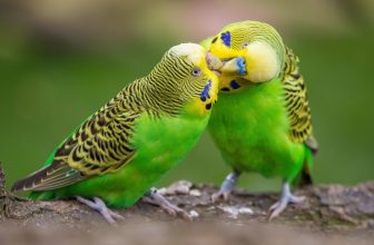 Wellensittich Ratgeber