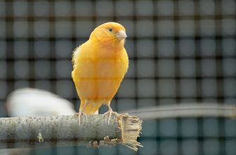 Ratgeber Vogelvoliere