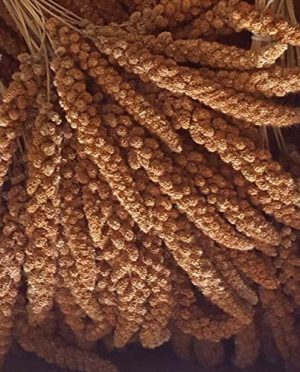 Eurital französische Kolbenhirse 1 kg rot – für Kanarien, Wellensittiche, Vögel und Hühner
