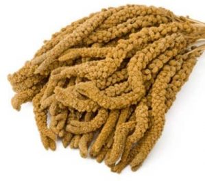 Eurital Kolbenhirse 5 kg gelb – für Kanarien, Wellensittiche, Vögel und Hühner