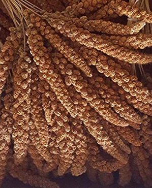 Eurital Kolbenhirse 5 kg rot – für Kanarien, Wellensittiche, Vögel und Hühner