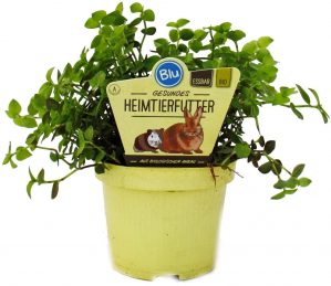 Exotenherz – Futterpflanze für Heimtiere – Callisia repens – Vitalfutter für Kaninchen, Ziervögel, Reptilien, Hamster und Meerschweinchen