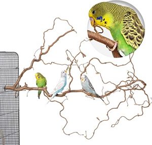 Toller Korkenzieherhasel mit vielen Sitzstangen für Wellensittiche & andere Vögel zur Käfig Montage