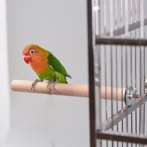 Papagei Klaue Schleifstange Stehstange Vogelzubehör Papagei Vogelkäfig Molarenstange Vogelnest Schleifstange Vogelkäfig Zubehör