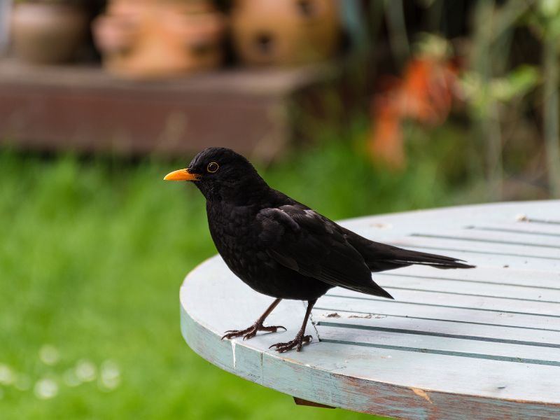 Vögel zählen zwischen Vatertag und Muttertag NABU und LBV rufen zur 20. "Stunde der Gartenvögel" auf